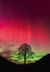 Imagen de Rompecabezas Power Of Nature Sycamore Gap 1000 Piezas